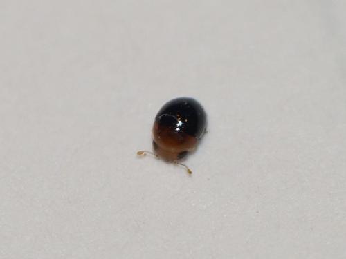 Cybocephalus sp.